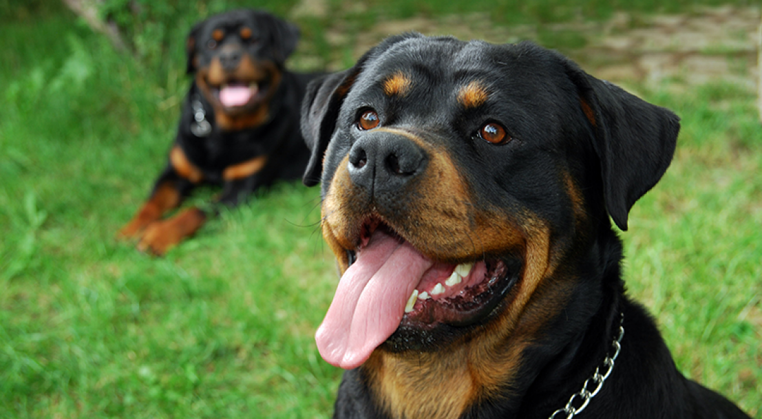 Quel est le chien le plus dangereux du monde ?