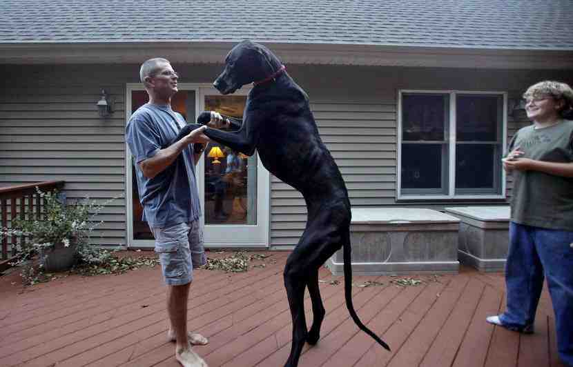 Quel est le chien le plus dangereux du monde ?