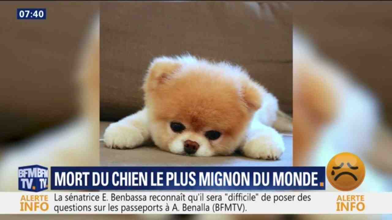 Quel est le chien le plus dangereux du monde ?