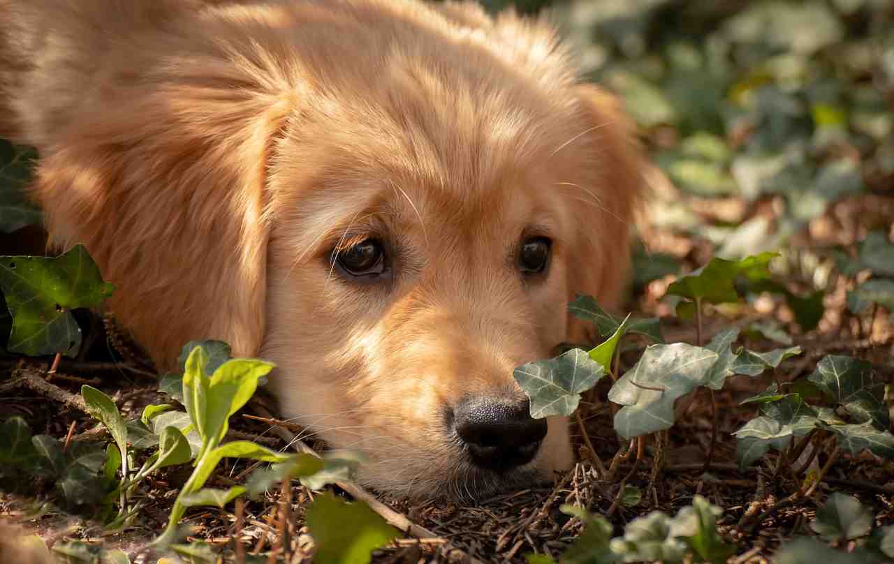 Quel est le chien le plus facile ?