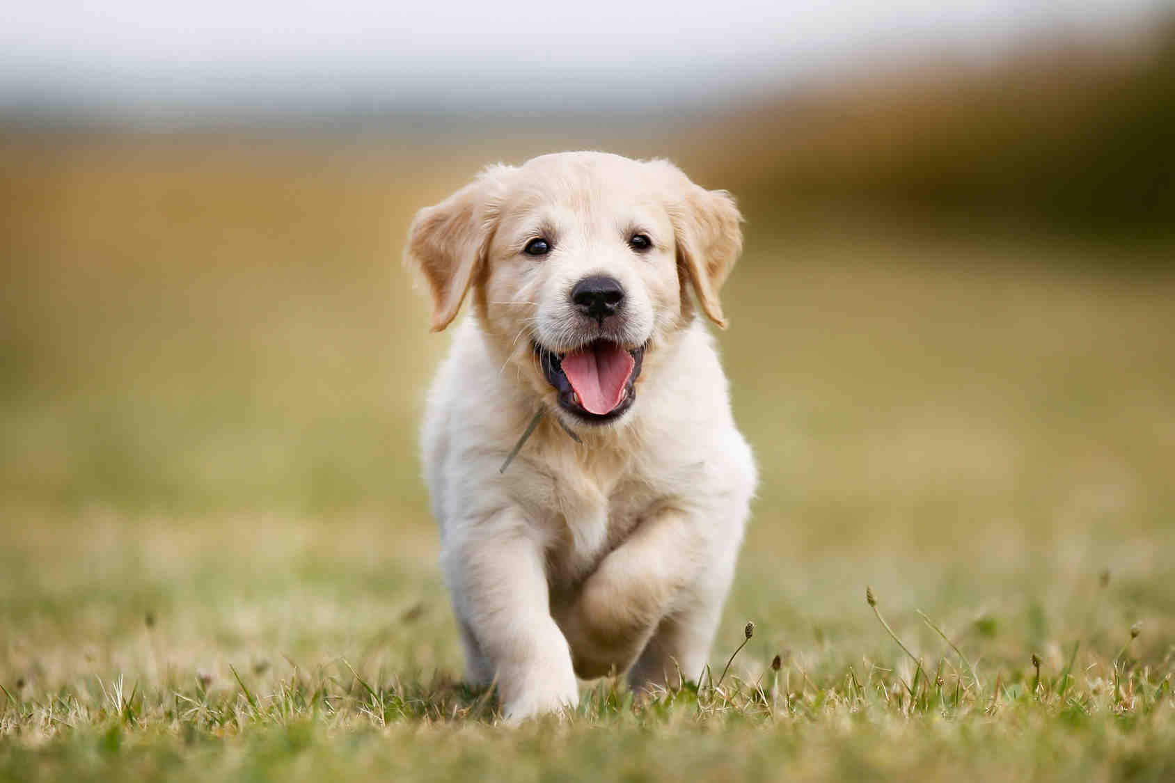 Quel est le chien le plus facile à dresser ?