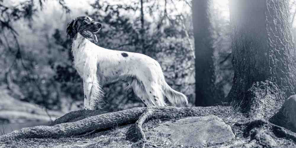 Quel est le chien le plus facile à éduquer ?