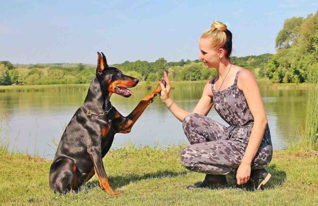 Quel est le chien le plus facile à éduquer ?