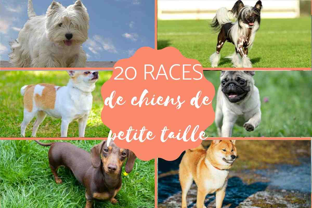 Quel est le chien le plus facile à vivre ?