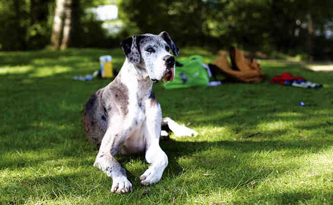 Quel est le chien le plus facile à vivre ?