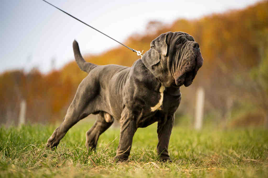 Quel est le chien le plus facile à vivre ?