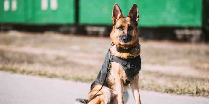 Quel est le chien le plus gentil du monde ?