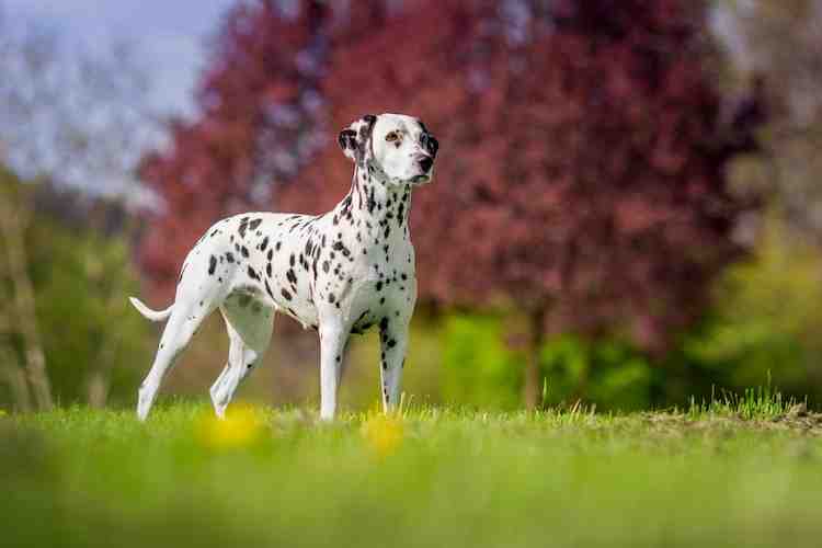 Quel est le deuxième chien le plus dangereux du monde ?