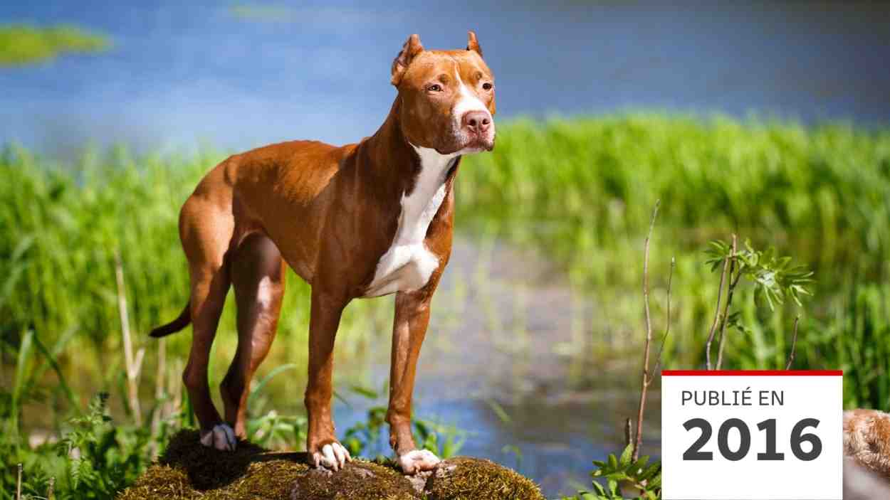 Quel est le deuxième chien le plus dangereux du monde ?