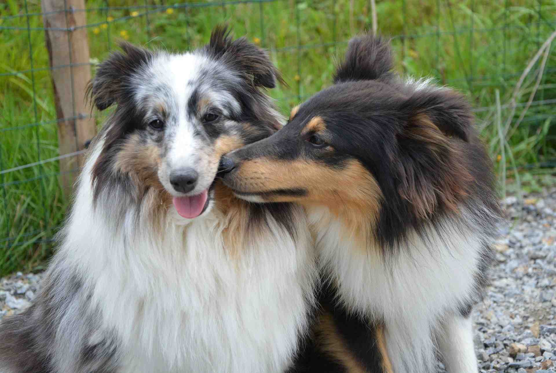 Quel est le meilleur chien pour une personne agée ?