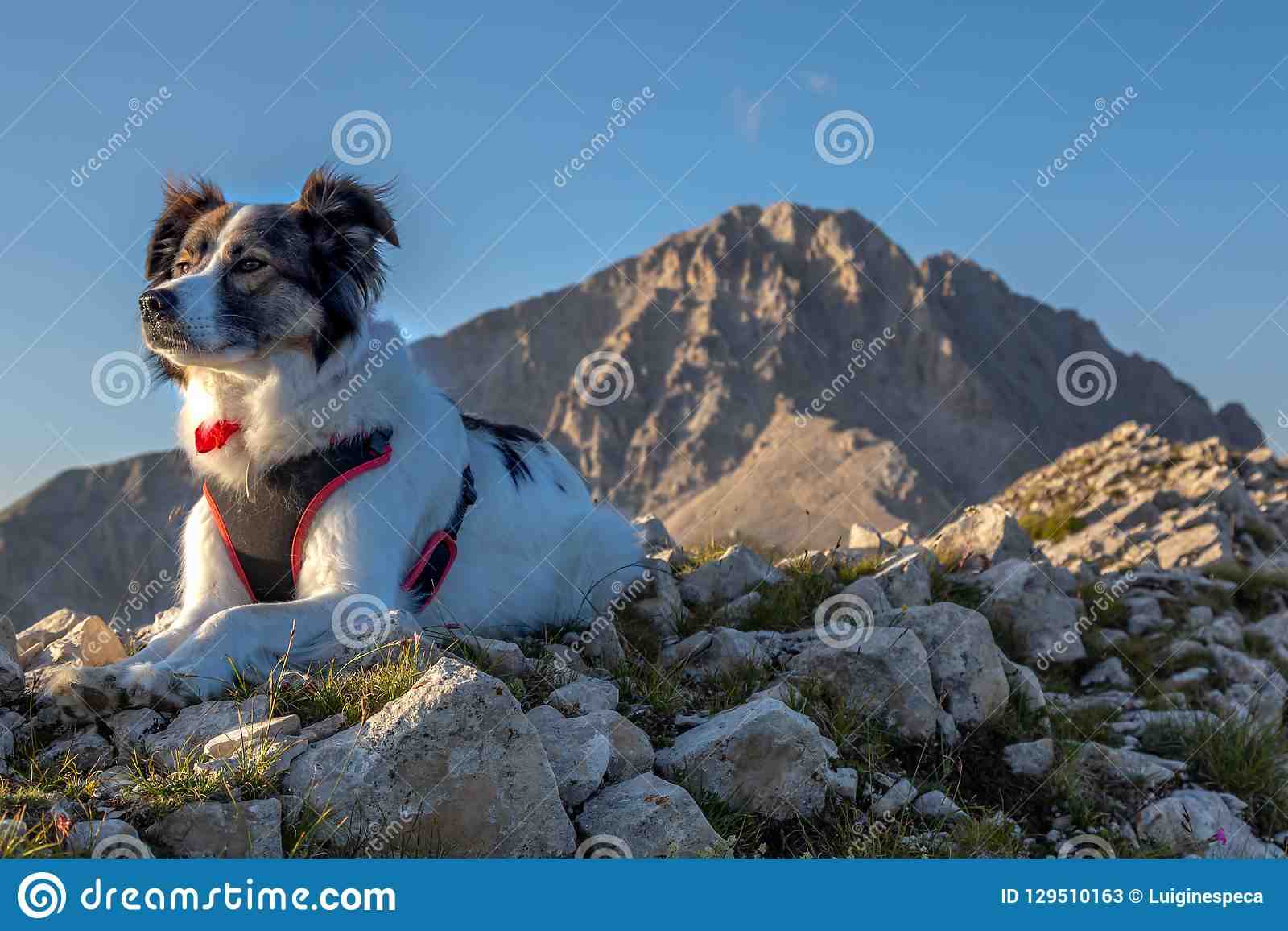 Quel est le meilleur chien pour une personne agée ?