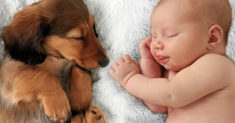 Quel est le petit chien le plus calme ?