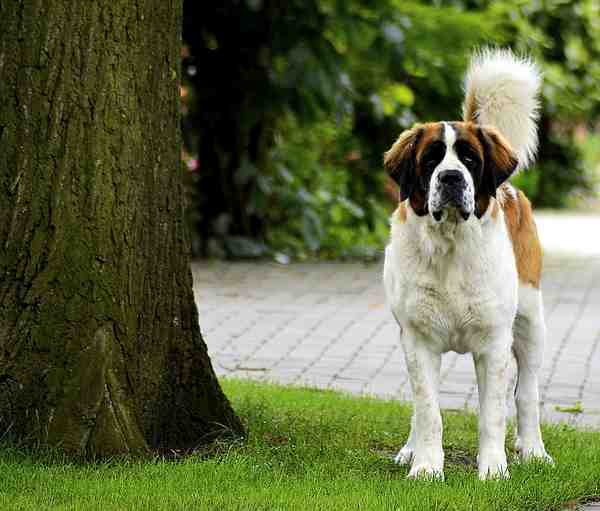 Quel petit chien calme et affectueux ?