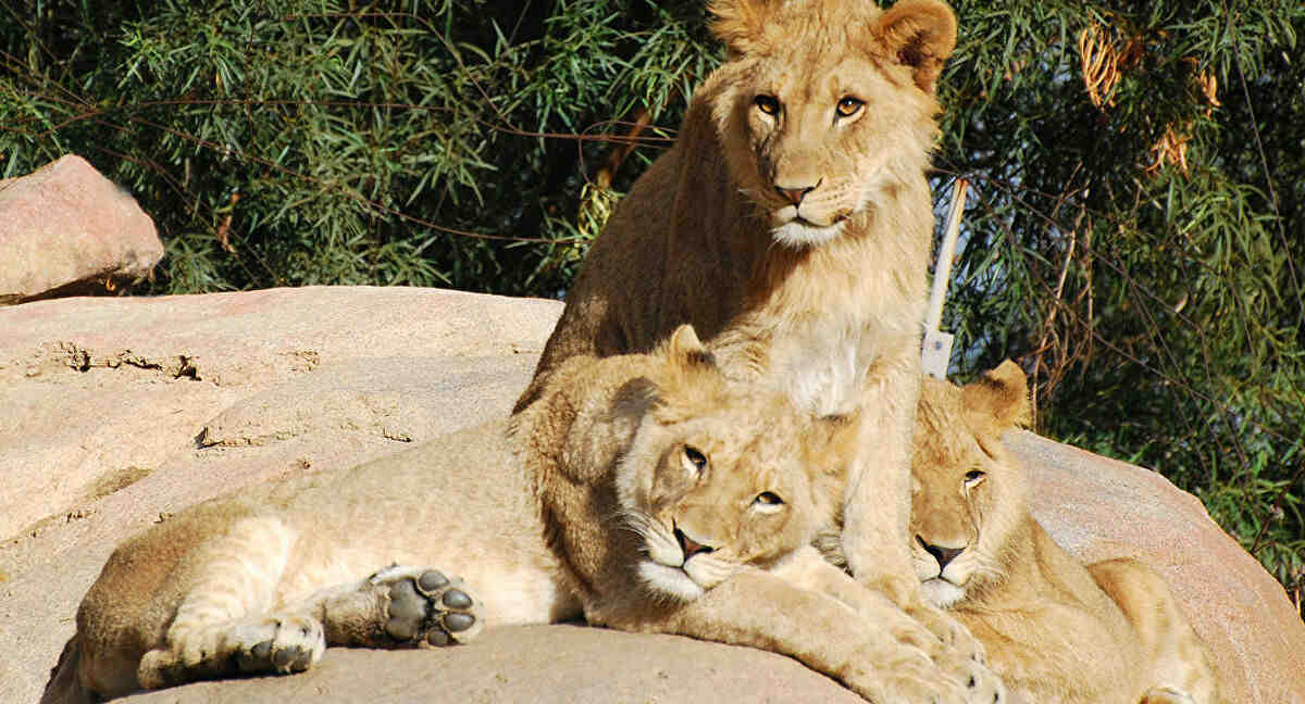 Quel race de chien peut tuer un lion ?