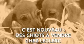 Quel site pour vendre des animaux ?