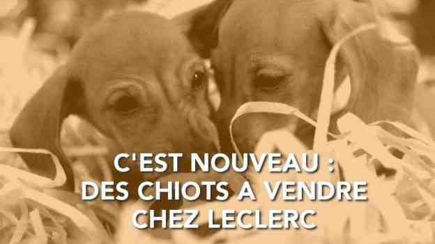 Quel site pour vendre des animaux ?