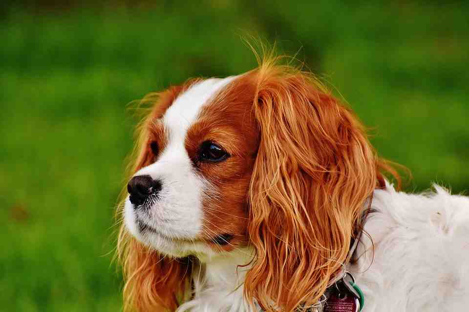 Quelle est la race de chien la plus calme ?