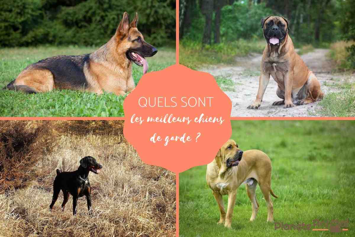 Quelle est la race de chien la plus gentille ?