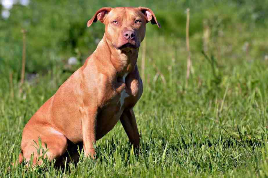 Quelle race de chien est interdit en France ?