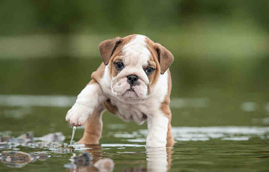 Quelle race de chien est la plus câline ?