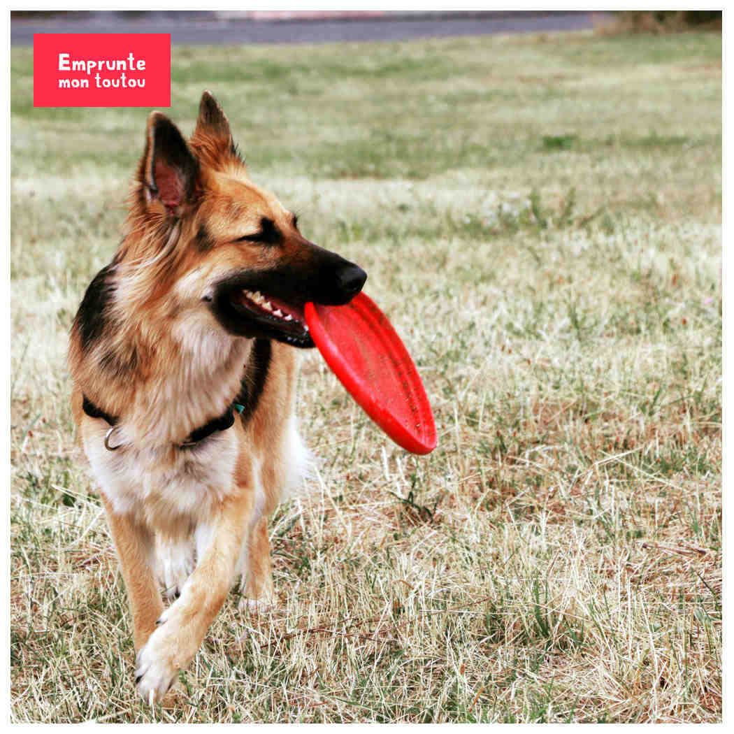 Quelle race de chien est la plus gentille ?