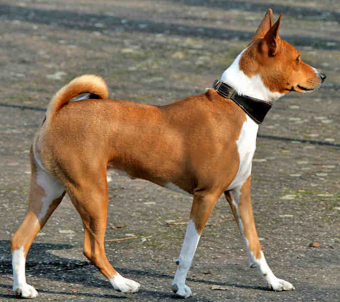 Quelle race de chien le plus dangereux au monde ?