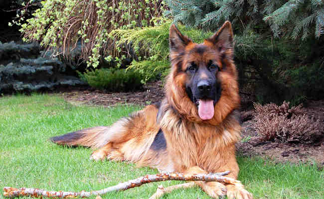 Quels sont les 10 chiens les plus fort du monde ?
