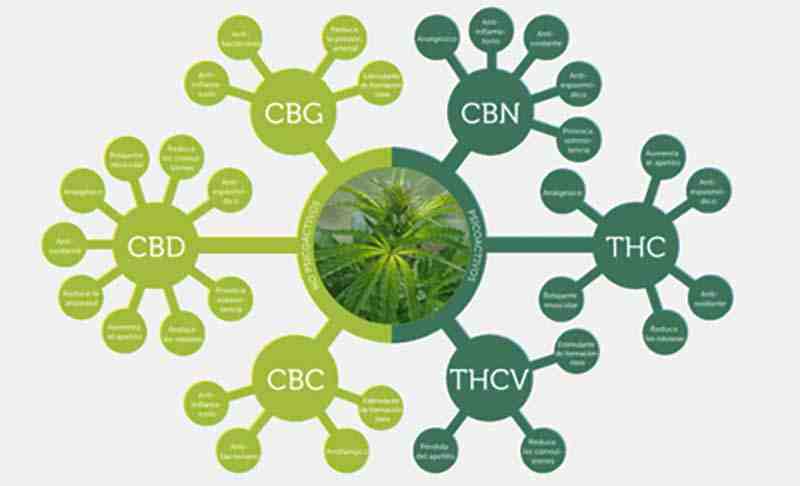 Quels sont les bienfaits du CBD ?