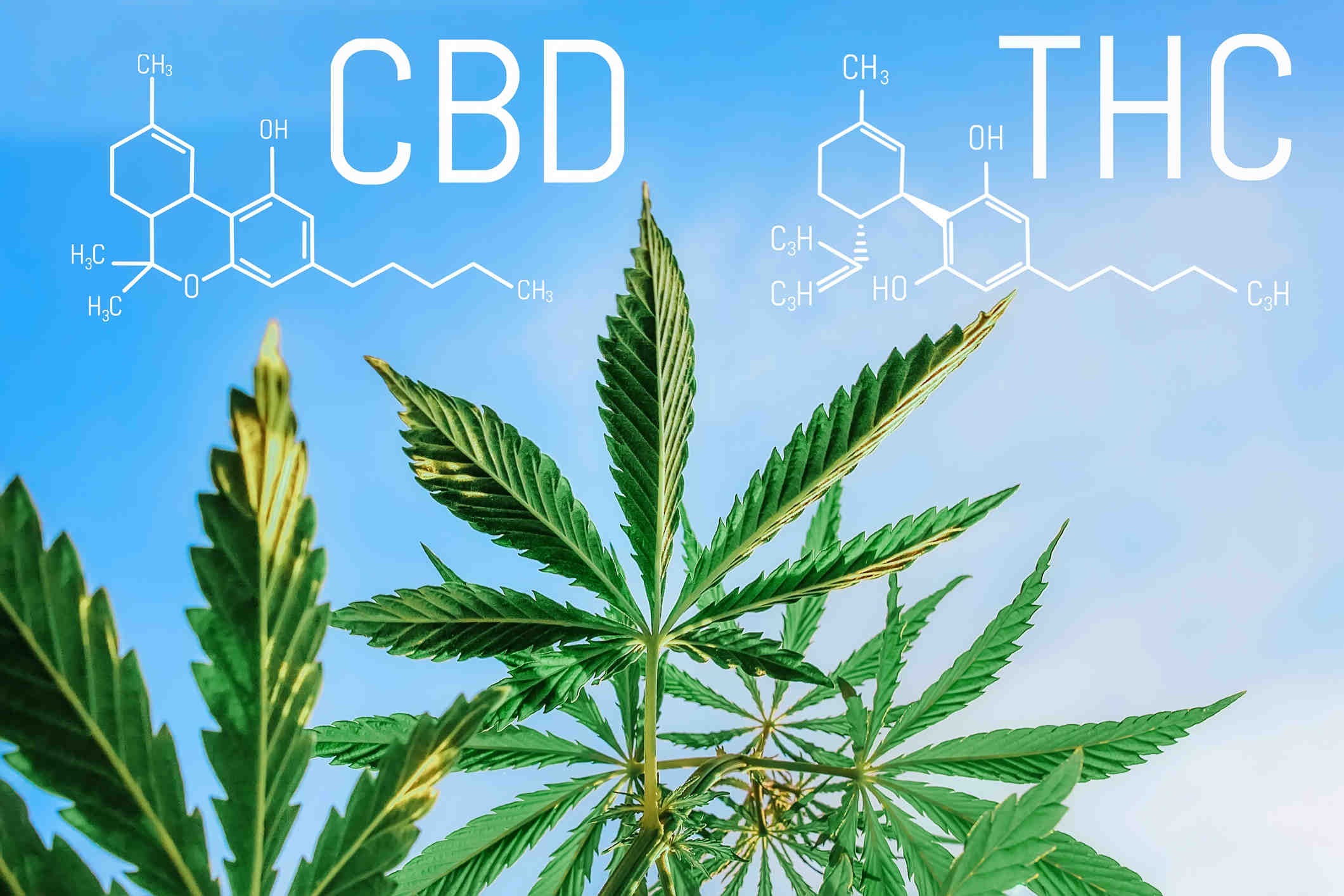 Quels sont les effets secondaires du CBD ?