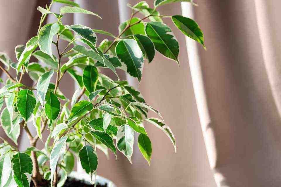 Comment entretenir un ficus d'intérieur ?