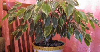 Comment entretenir un ficus qui perd ses feuilles ?