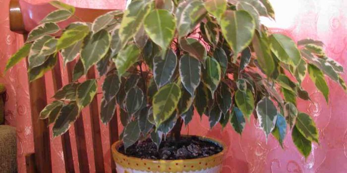 Comment entretenir un ficus qui perd ses feuilles ?