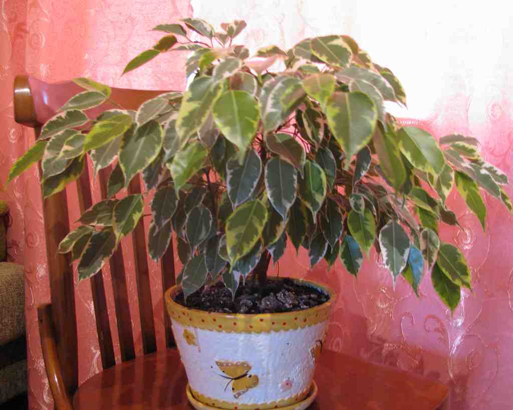 Comment entretenir un ficus qui perd ses feuilles ?