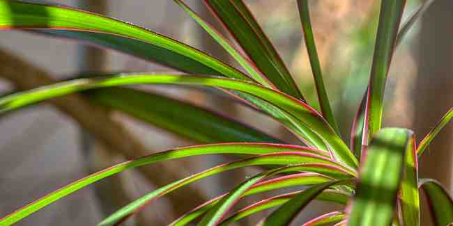 Comment les plantes purifient l'air dans un appartement ?