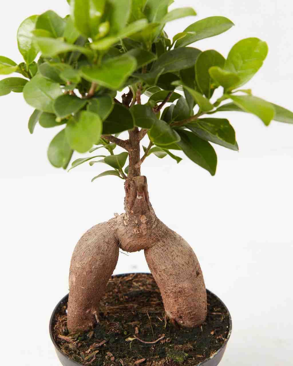 Comment sauver un ficus sec ?