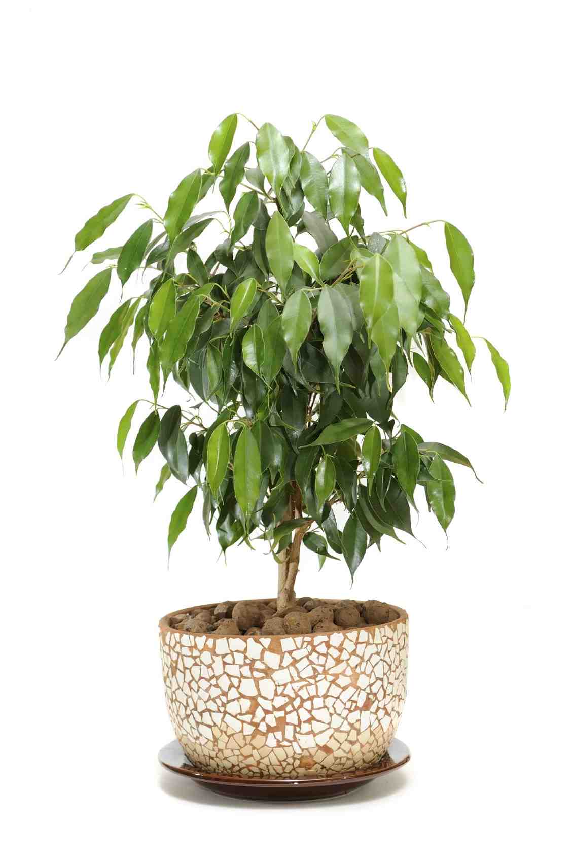 Comment savoir si mon ficus manque d'eau ?