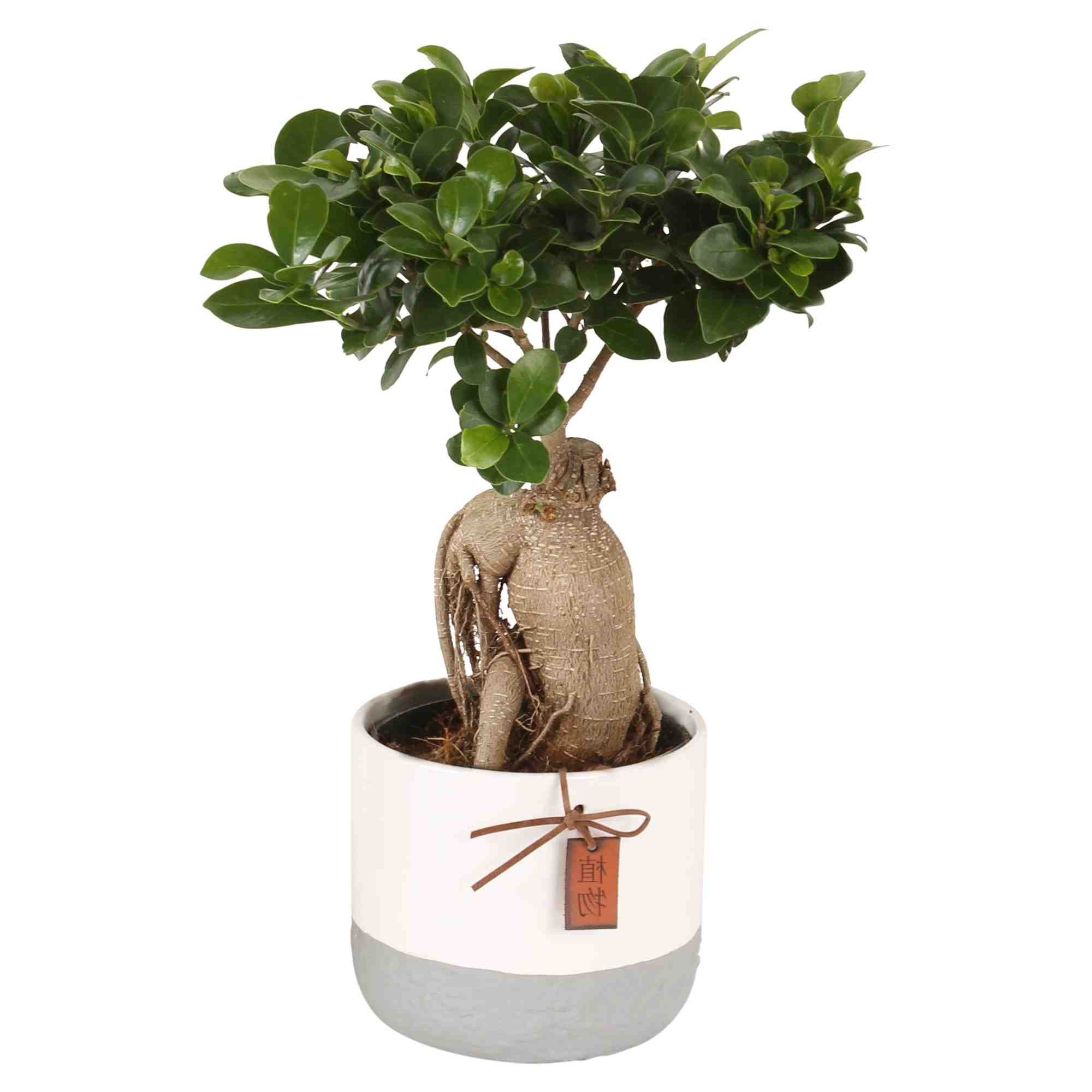 Comment s'occuper d'un ficus robusta ?