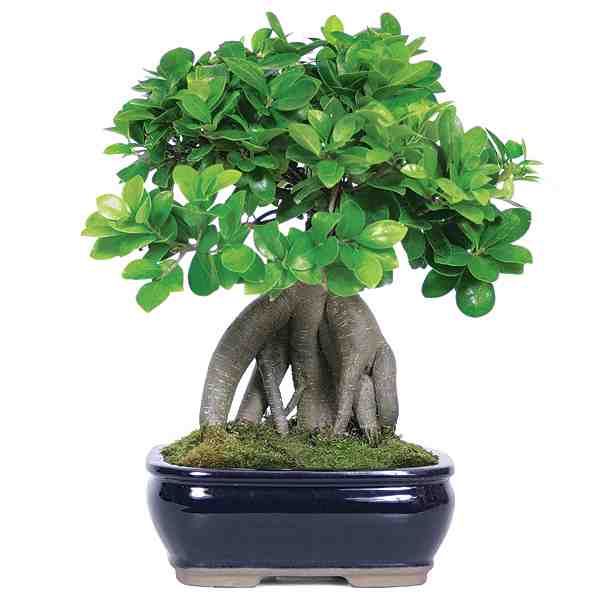 Comment soigner un ficus ginseng qui perd ses feuilles ?