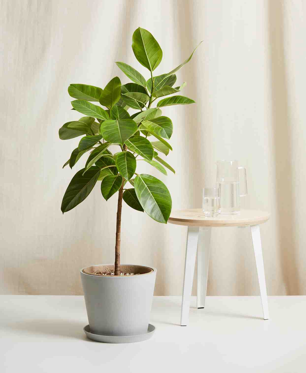 Est-ce que je peux mettre mon ficus dehors ?