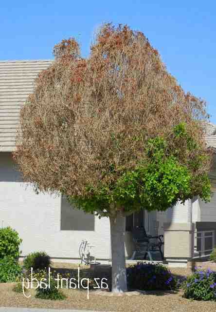 Est-ce qu'un ficus pousse ?