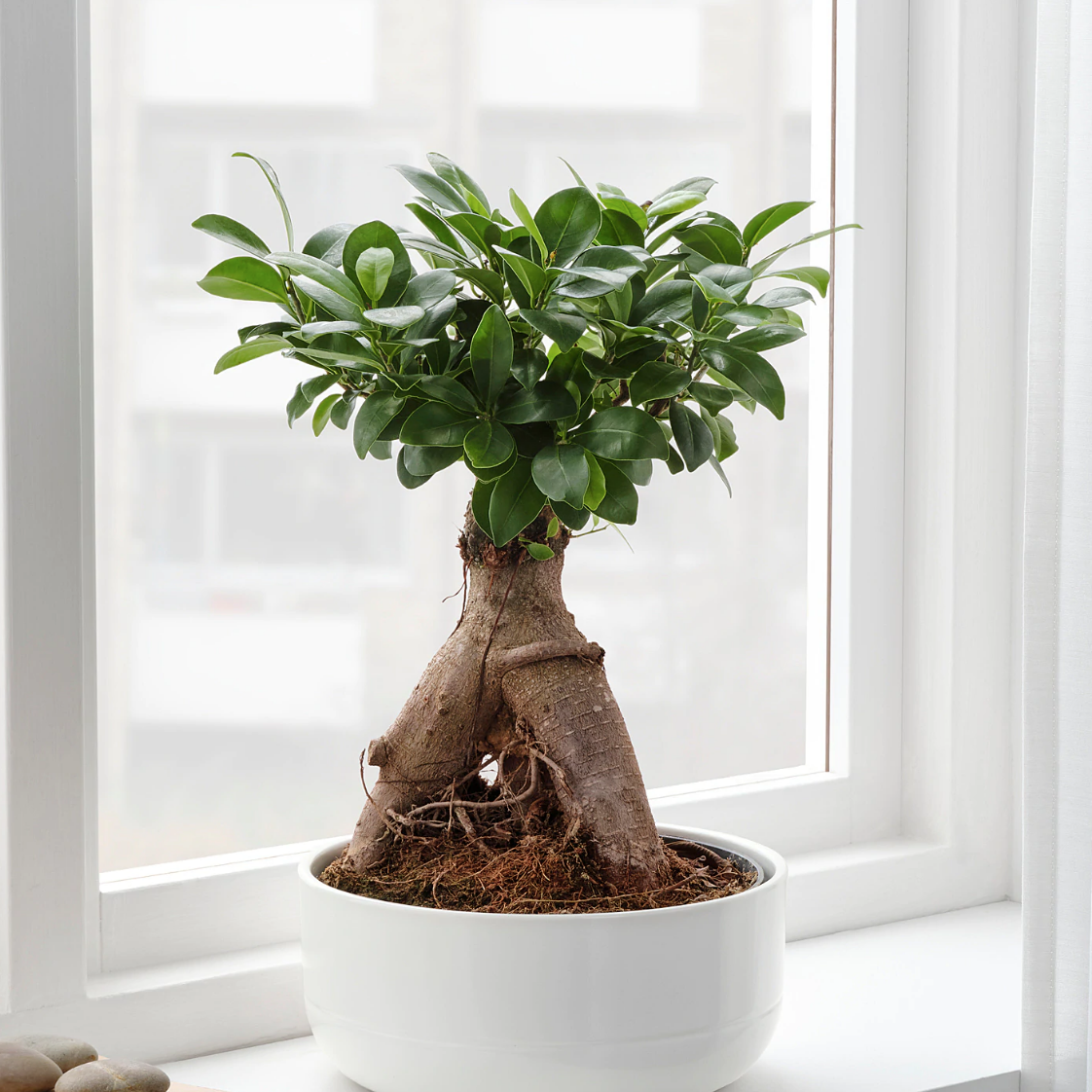 Est-ce qu'un ficus pousse ?