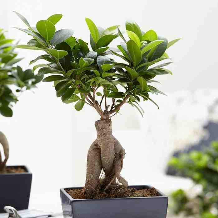 Où placer un ficus ginseng ?