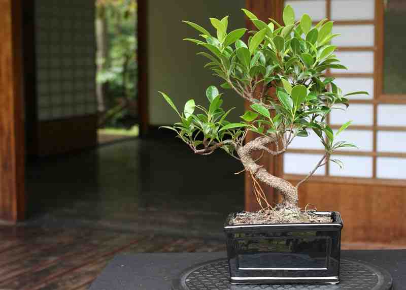 Pourquoi mon ficus benjamina perd toutes ses feuilles ?