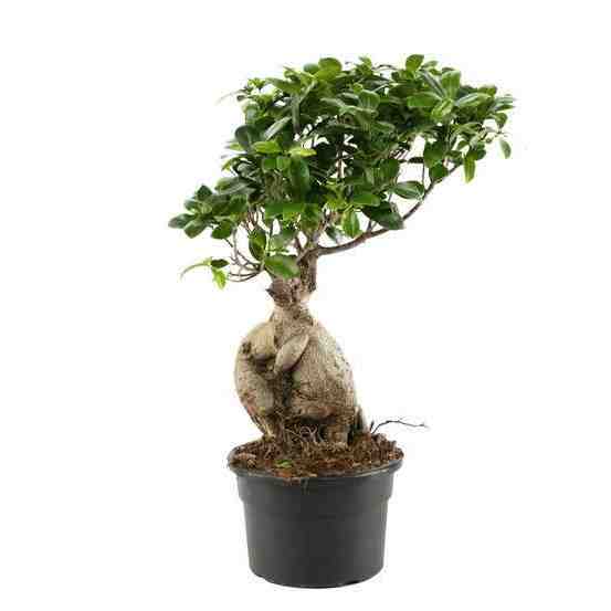 Quand et comment tailler un ficus ?