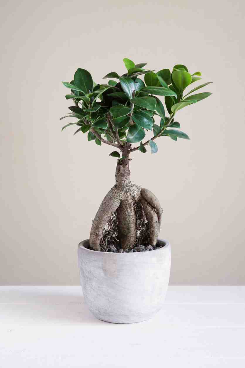 Quand mettre de l'engrais à un ficus ?