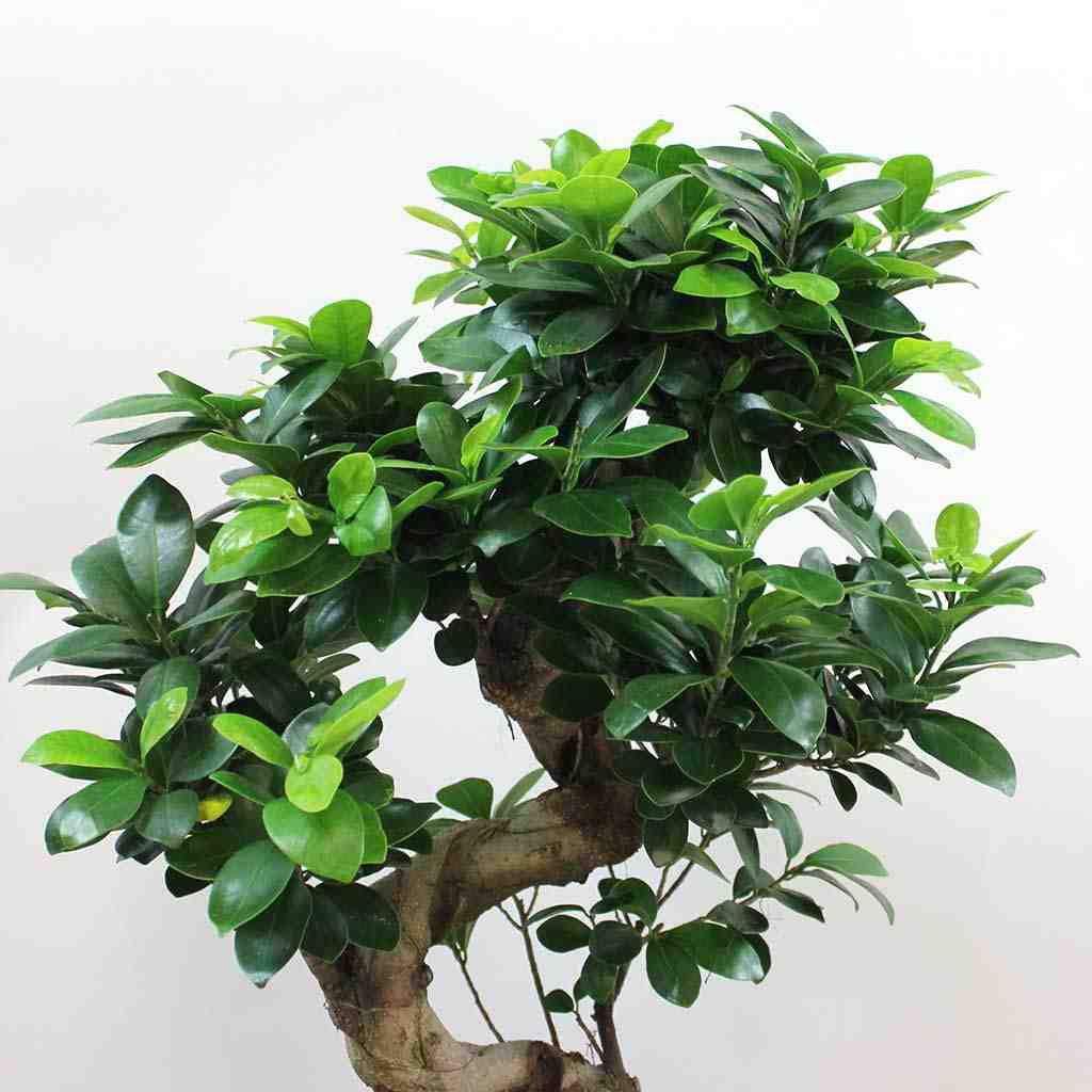 Quel engrais pour un ficus bonsaï ?