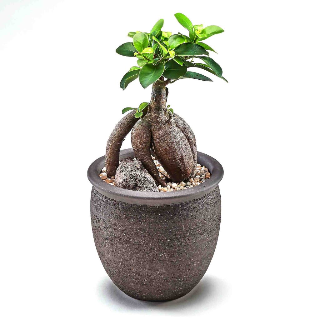 Quel type d'engrais pour ficus ginseng ?