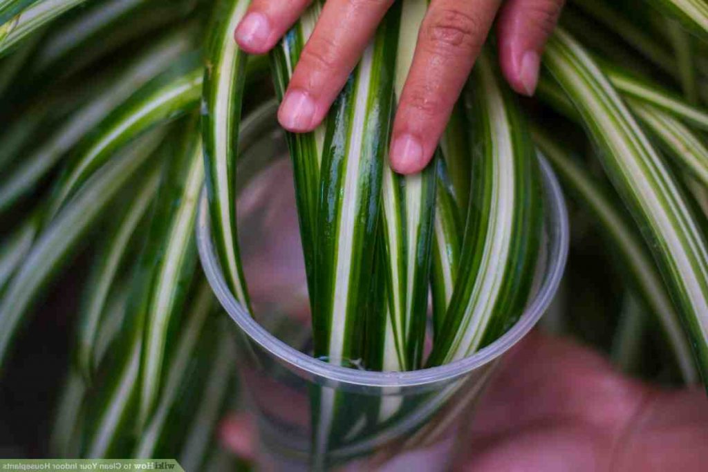 Quelle plante pour dépolluer une chambre ?