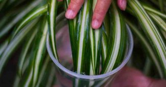 Quelle plante pour dépolluer une chambre ?