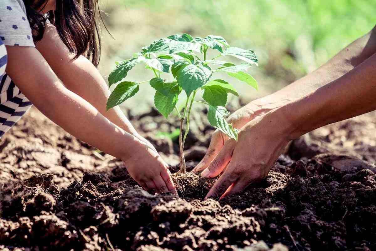 Quelle température pour planter les tomates ?